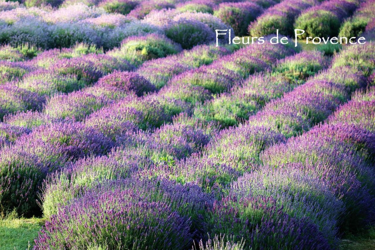 Fleurs De Provence Apartment L'Isle-sur-la-Sorgue Exterior photo